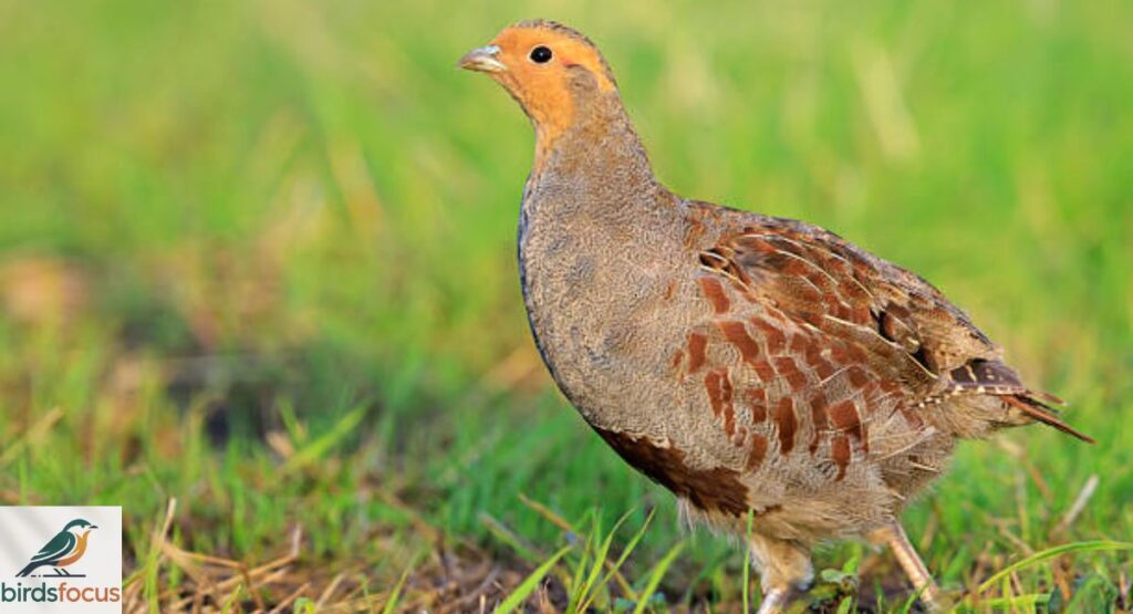 Grey Partridge