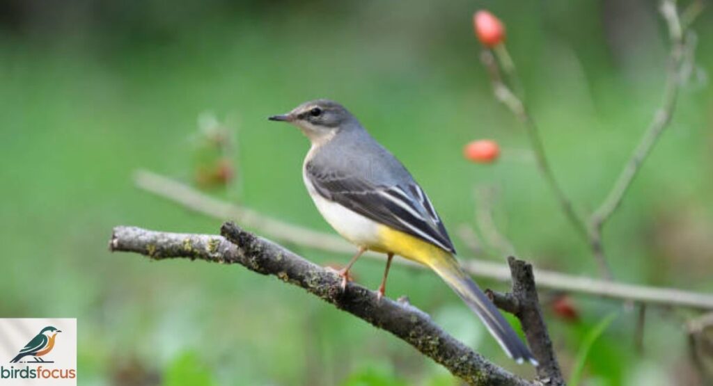 Grey Wagtail
