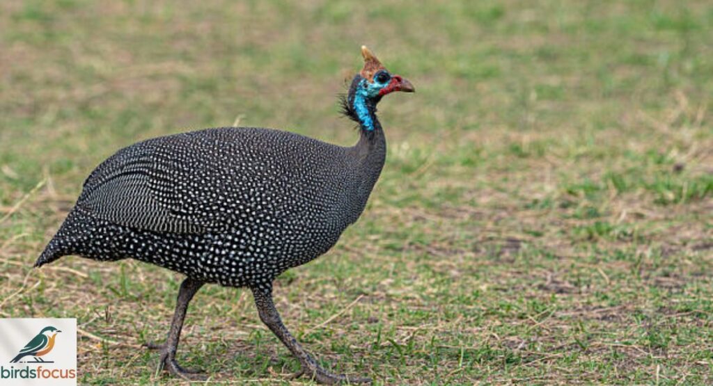 Guinea Fowl