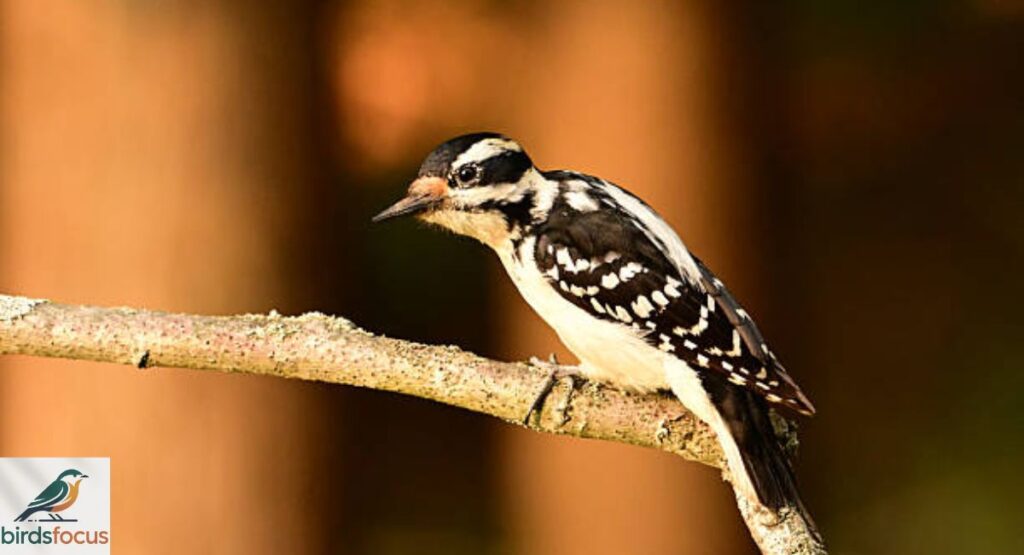 Hairy Woodpecker