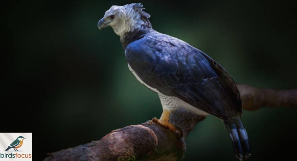 Harpy Eagle
