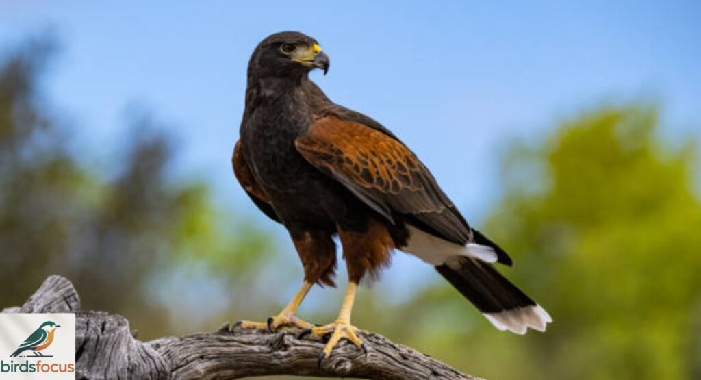 Harris’s Hawk