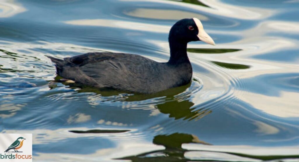 Hawaiian Coot