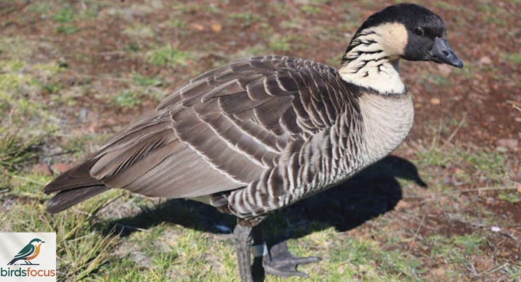 Hawaiian Goose (Nene)