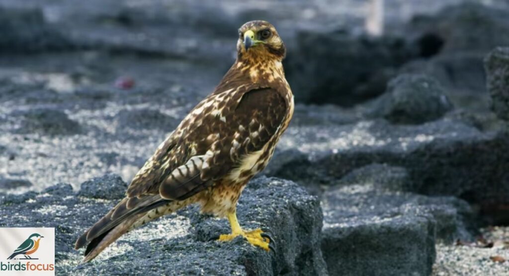 Hawaiian Hawk
