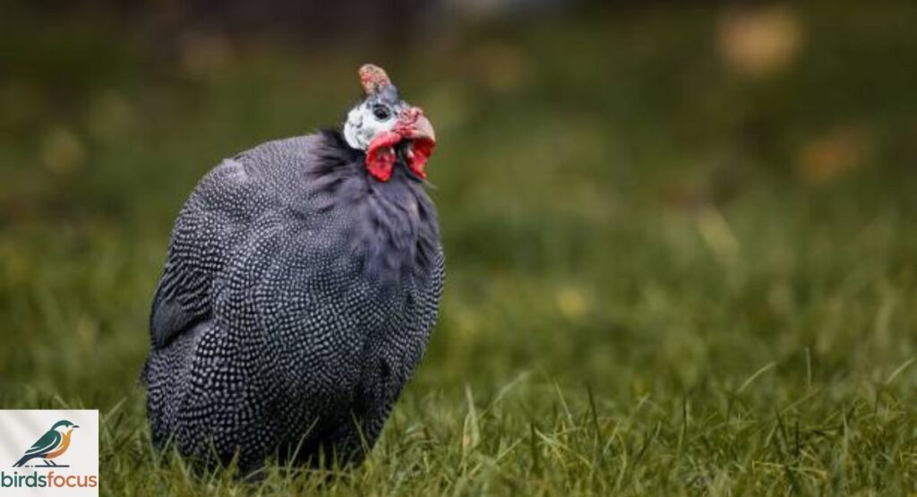 Helmeted Guineafowl