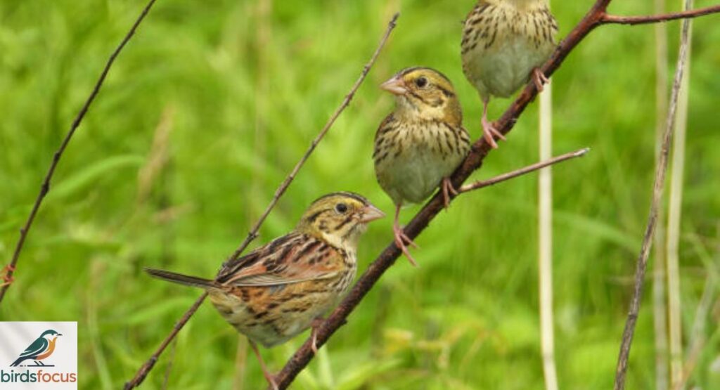Henslow’s Sparrow