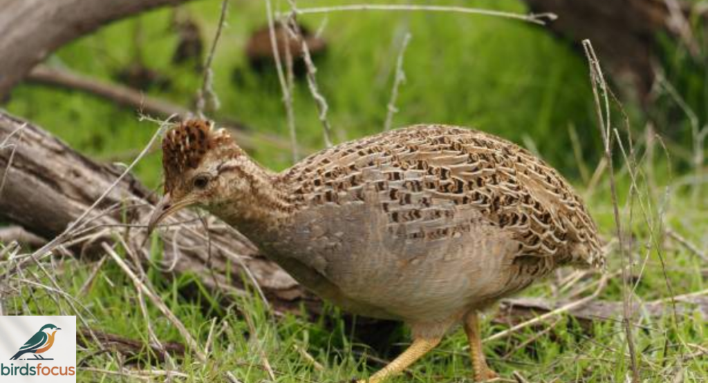 Highland Tinamou