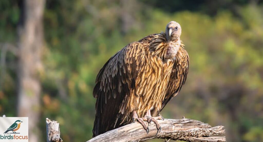 Himalayan Vulture