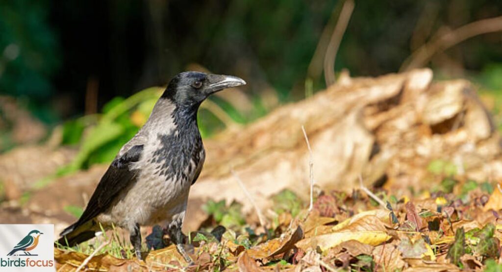 Hooded Crow