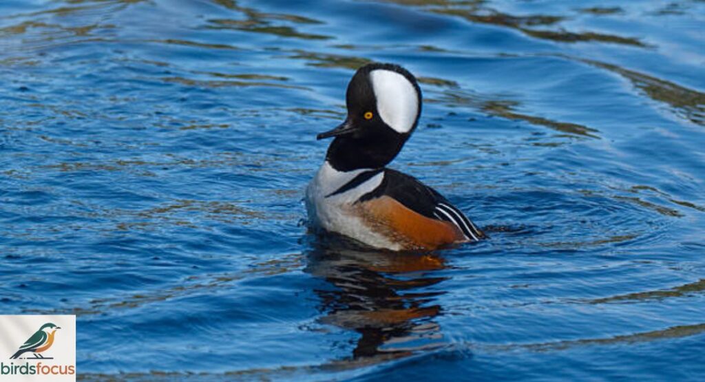 Hooded Merganser