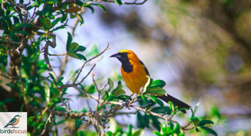 Hooded Oriole