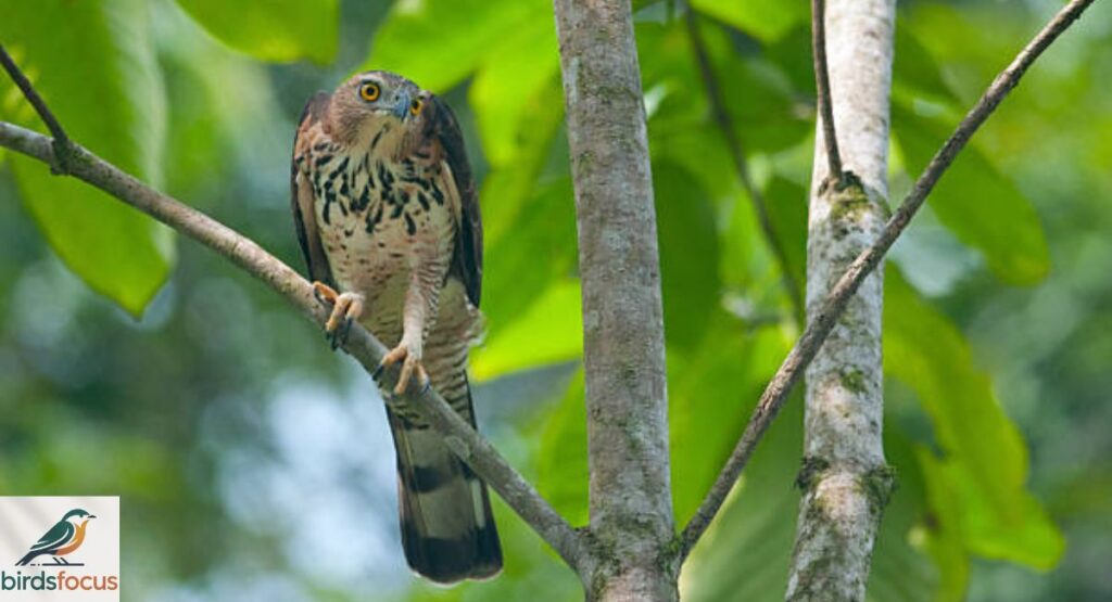 Hook-billed Kite