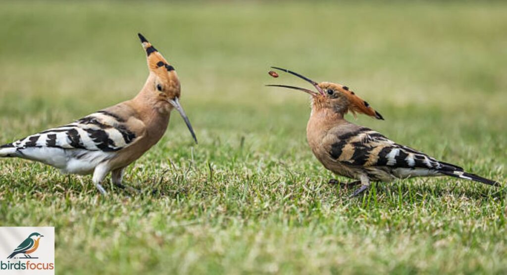 Hoopoe