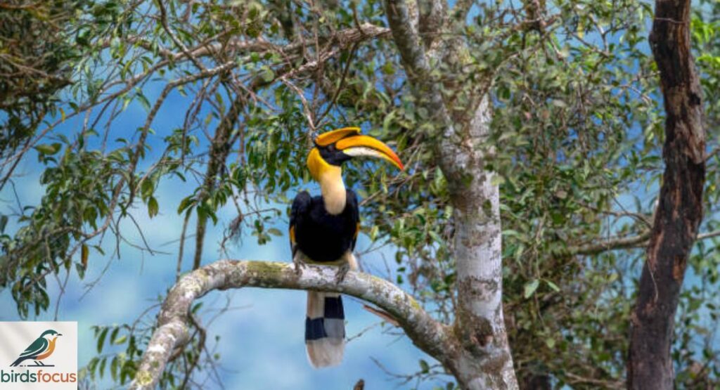 Hornbill