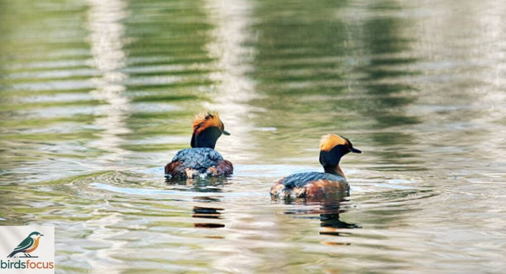 Horned Grebe