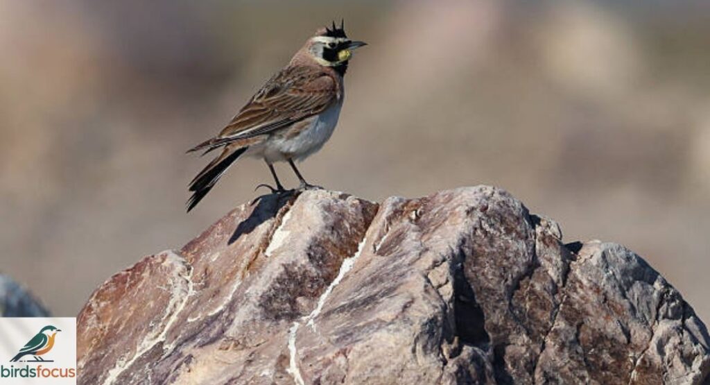 Horned Lark