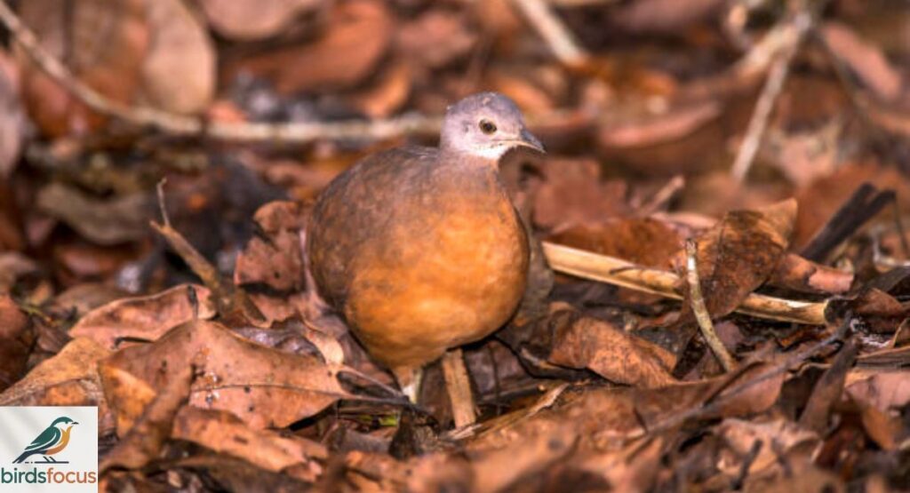 Horned LarkIndigo-crowned Quail-Dove
