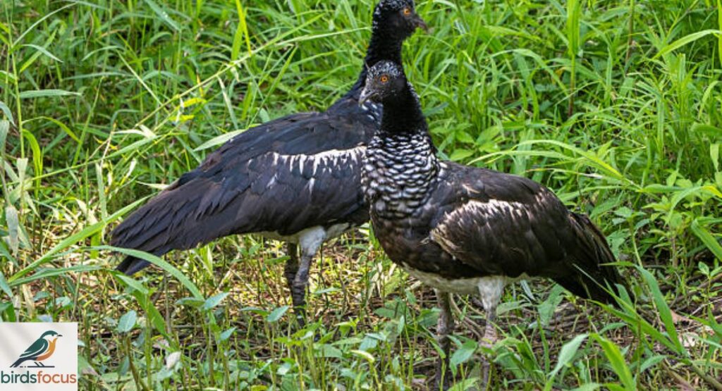 Horned Screamer
