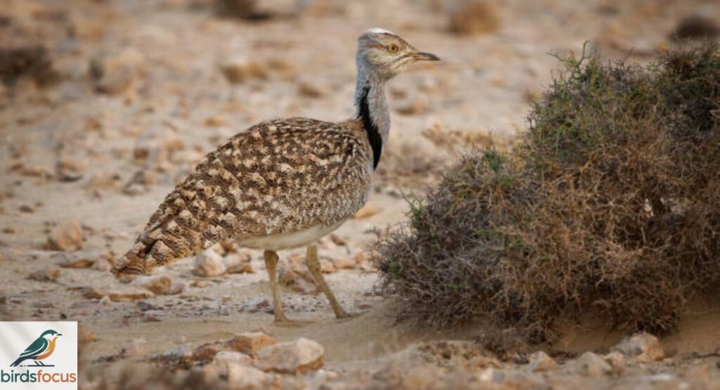 Houbara Bustard