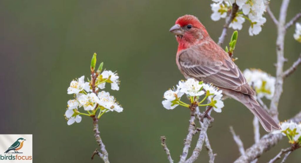 House Finch