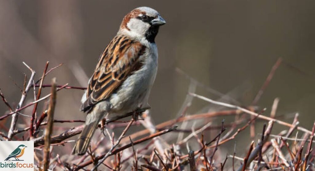 House Sparrow