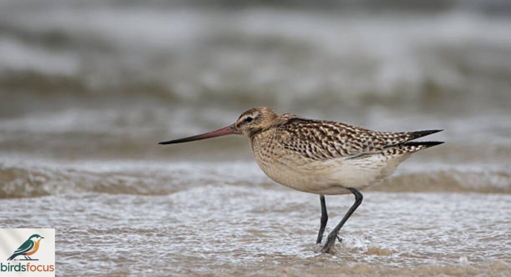 Hudsonian Godwit