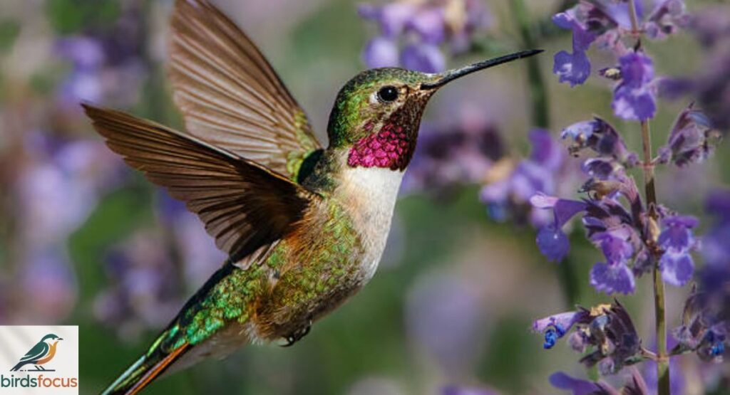 Hummingbird