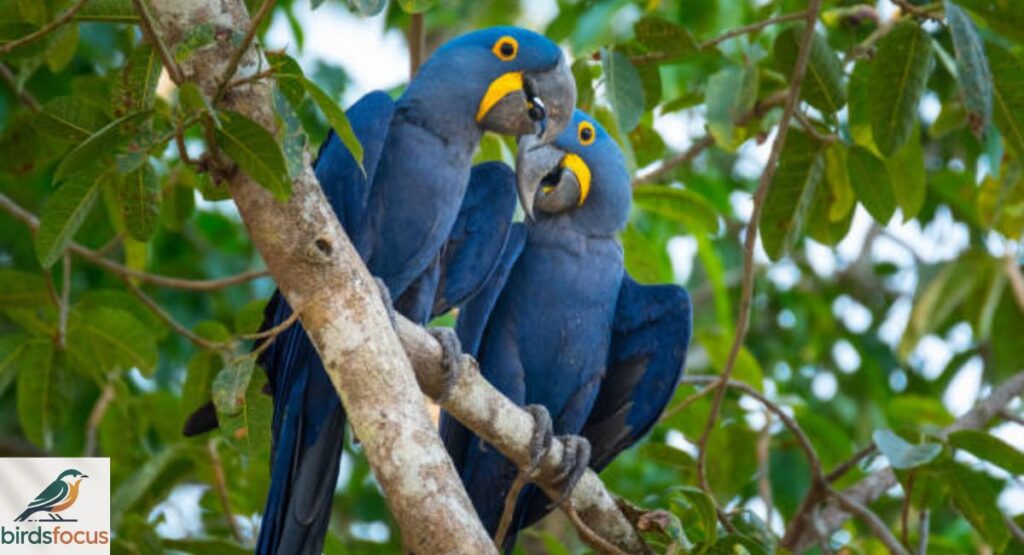 Hyacinth Macaw