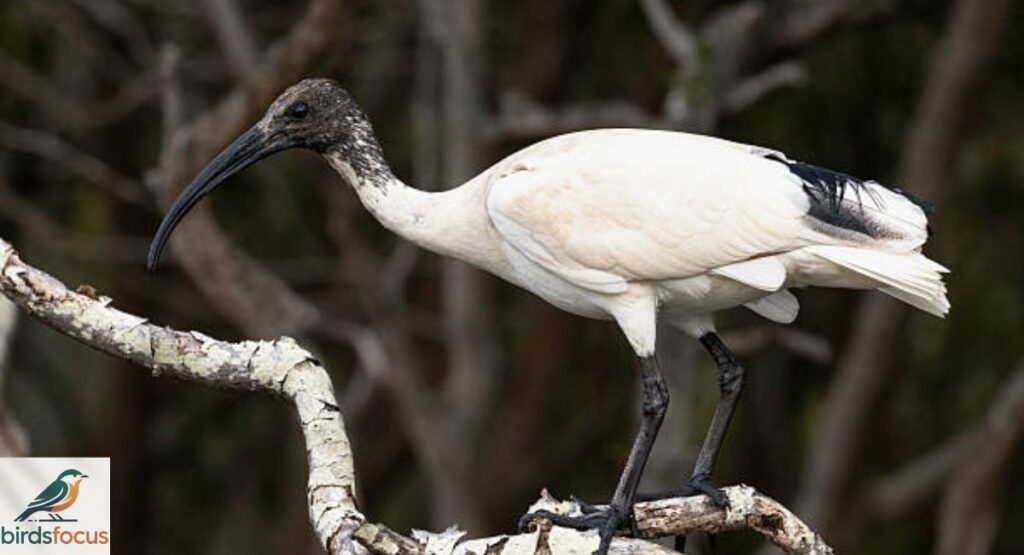 Ibis