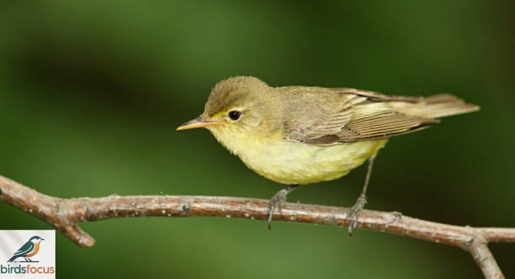 Icterine Warbler