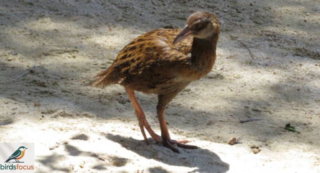 Inaccessible Island Rail