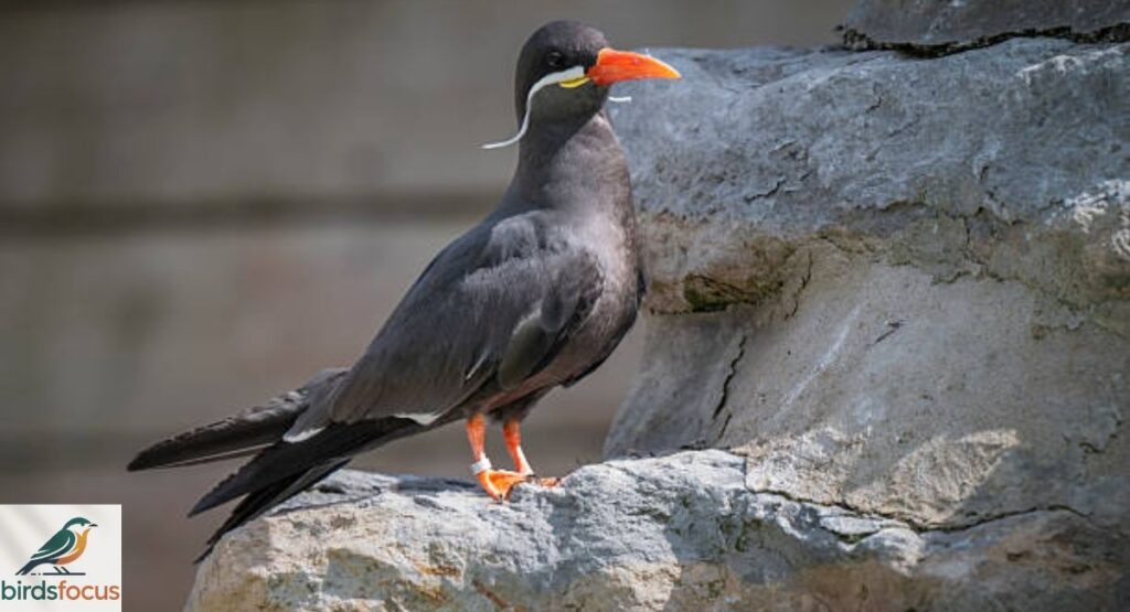 Inca Tern