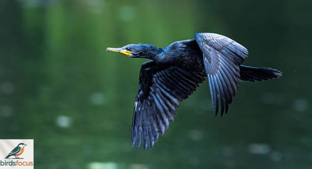 Indian Cormorant