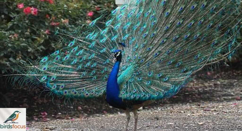 Indian Peafowl