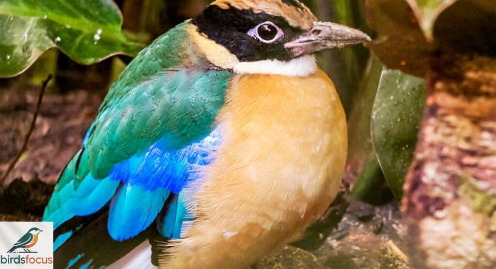 Indian Pitta