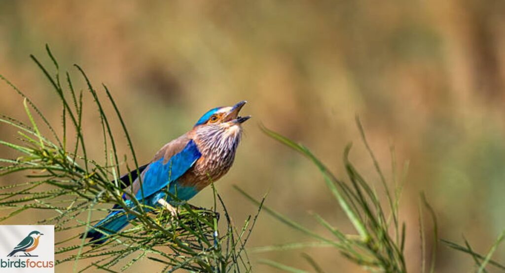 Indian Roller