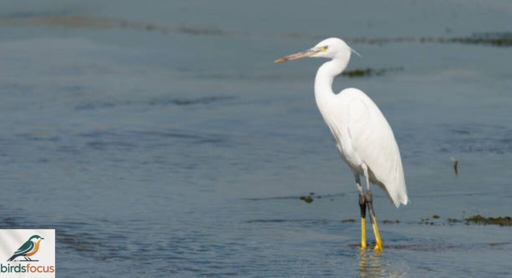 Intermediate Egret