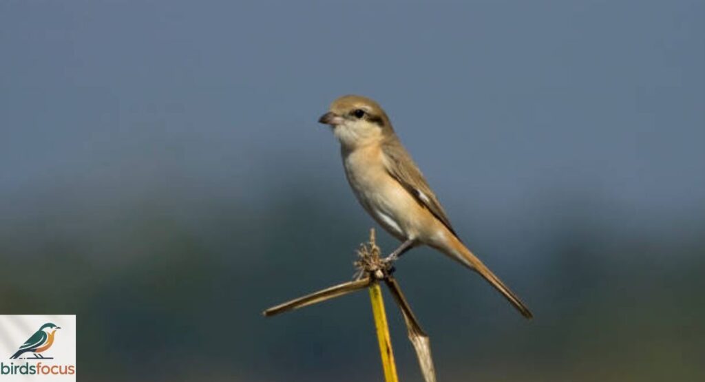 Isabelline Shrike