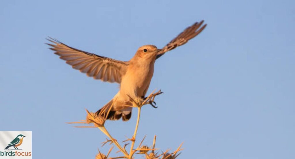 Isabelline Wheatear