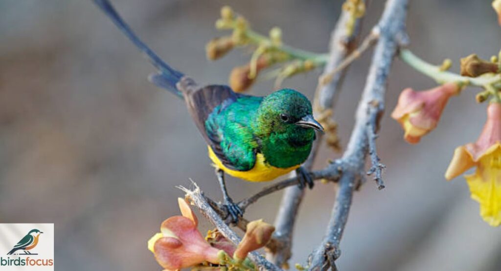Ithala Sunbird