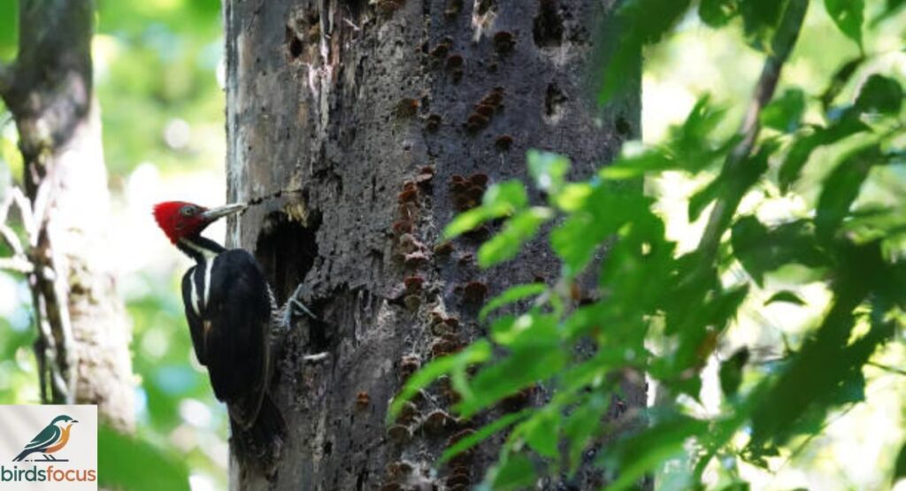 Ivory-billed Woodpecker