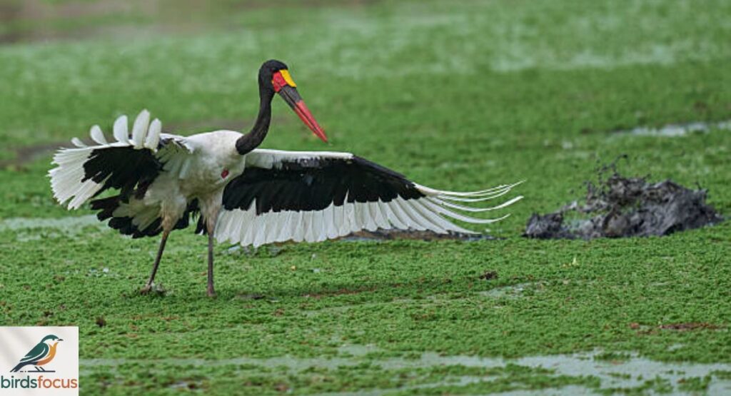 Jabiru
