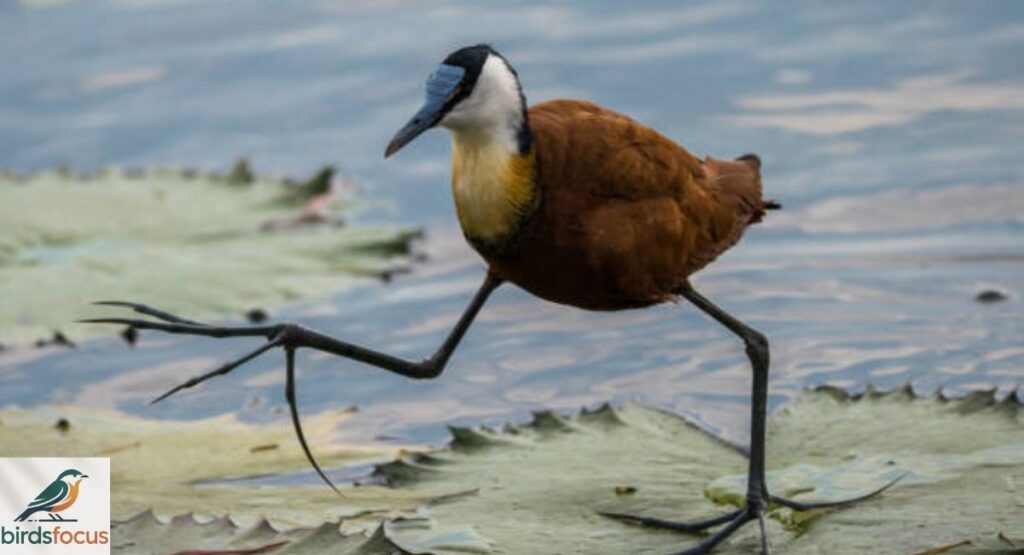 Jacana