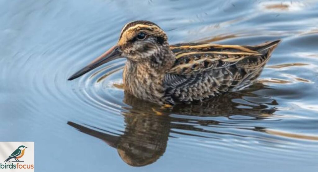Jack Snipe