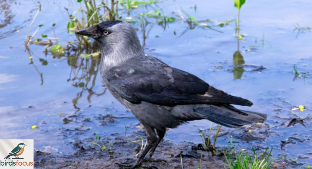 Jackdaw