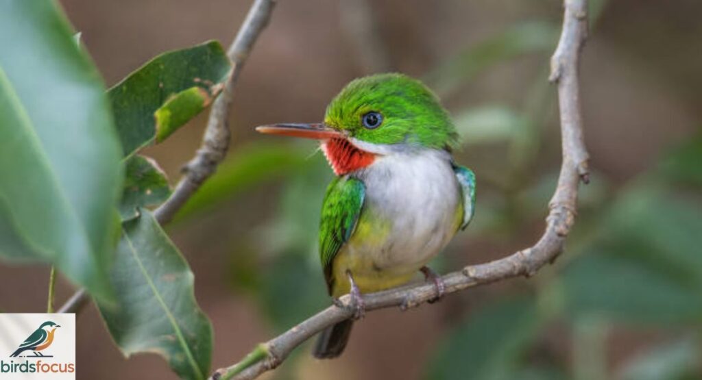 Jamaican Tody