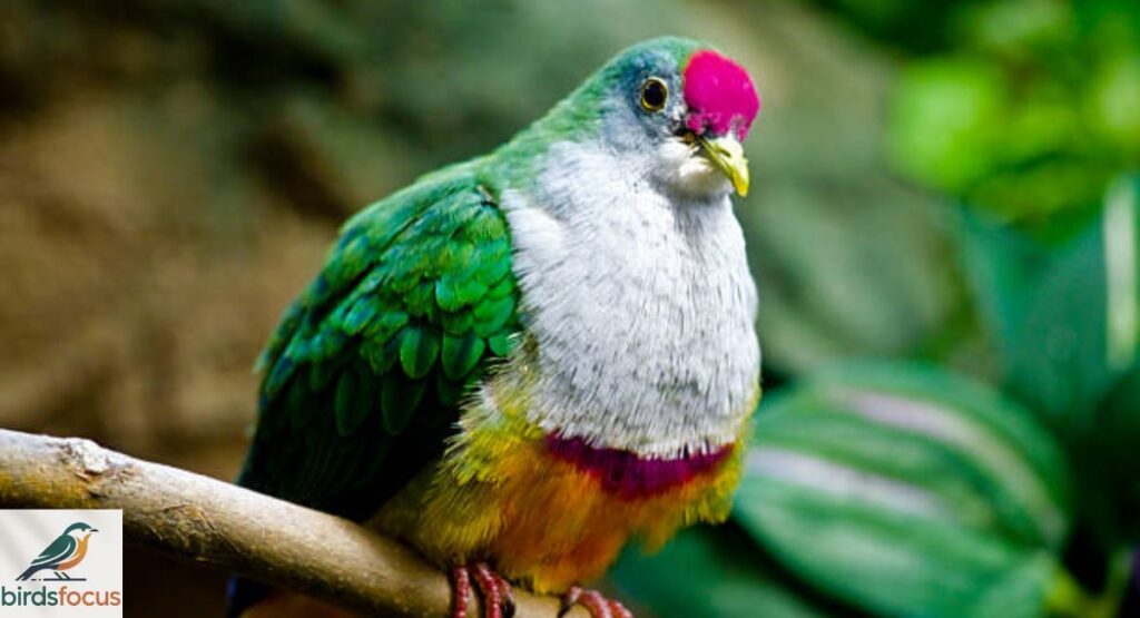 Jambu Fruit Dove