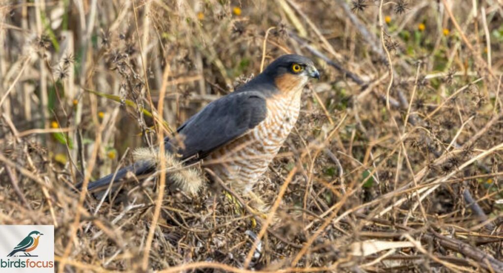 Japanese Sparrowhawk