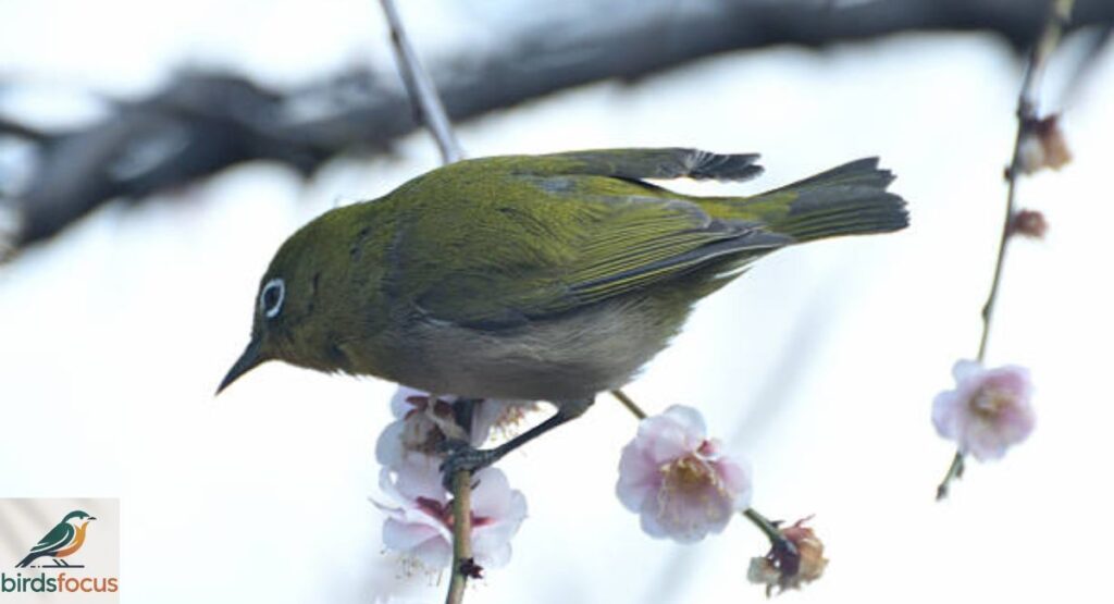 Japanese White-eye